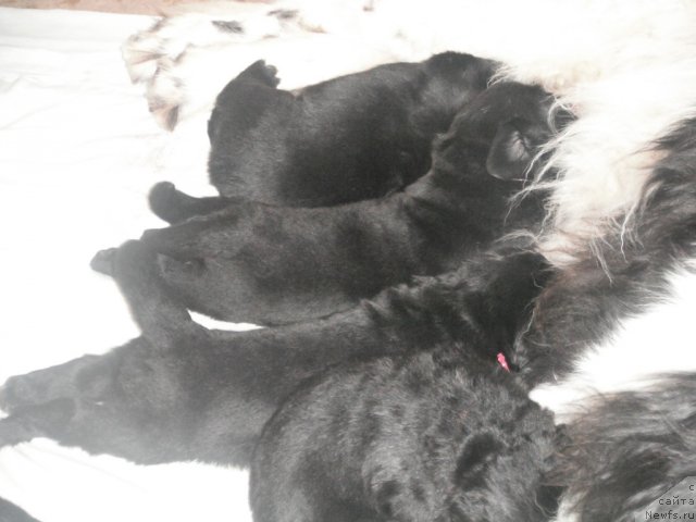 Фото: ньюфаундленд Даанич Щецинская Душечка (Daanich Schetsinskaya Dushechka)