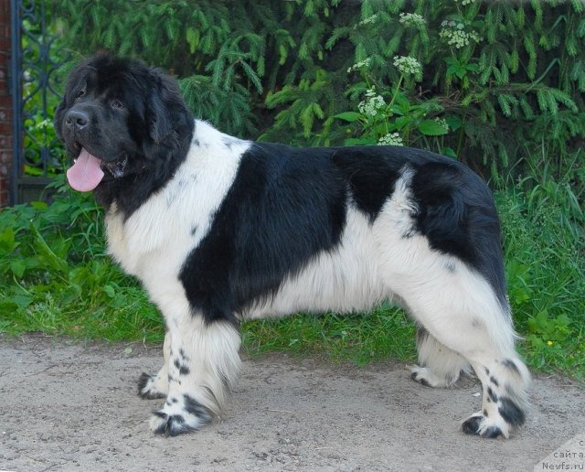 Фотография № 99306