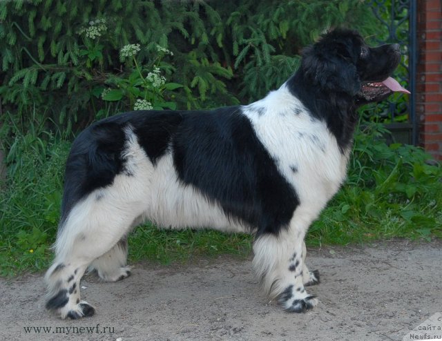 Фото: ньюфаундленд Threeponds Sunny Flower for Sent Djons