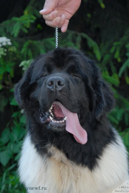 Фотография № 99310