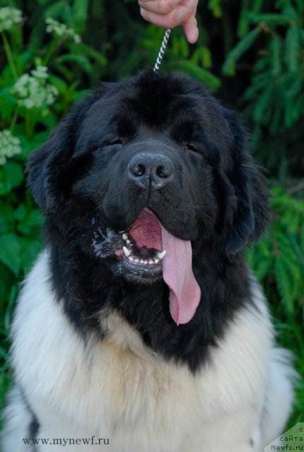 Фото: ньюфаундленд Threeponds Sunny Flower for Sent Djons