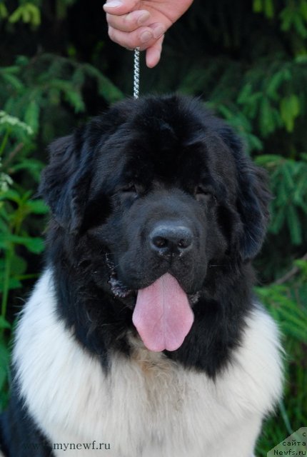 Фотография № 99312