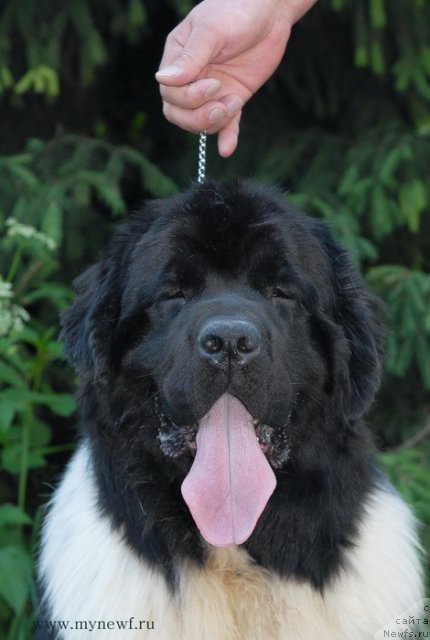 Фото: ньюфаундленд Threeponds Sunny Flower for Sent Djons