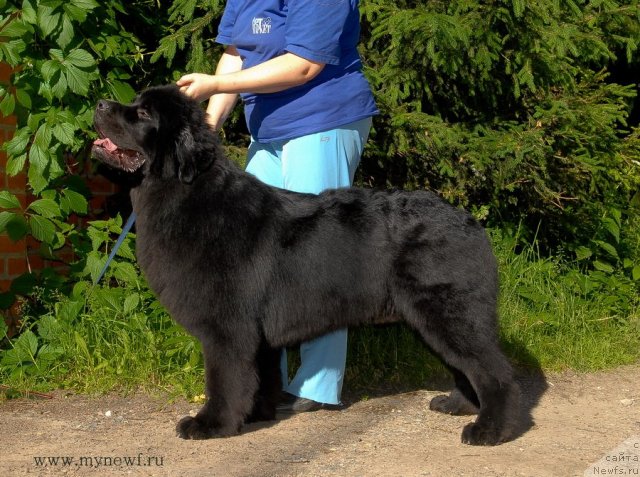 Фото: ньюфаундленд Сент Джонс Халбьёрн Фрамсан