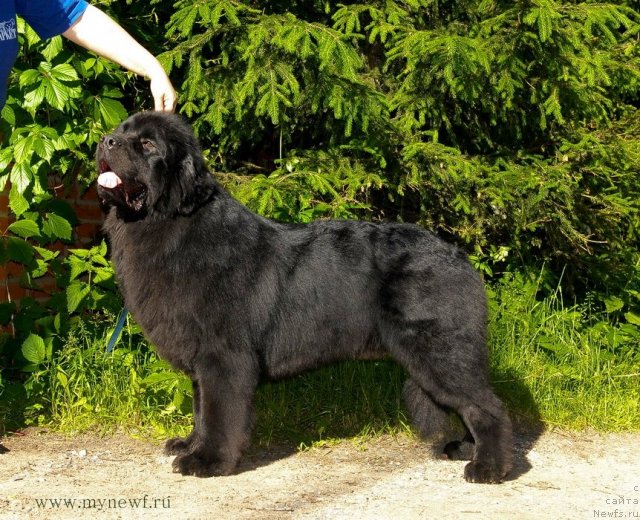 Фото: ньюфаундленд Сент Джонс Халбьёрн Фрамсан