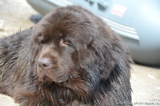 Фото: ньюфаундленд Звездная Тоскана Лесная Раскрасавица