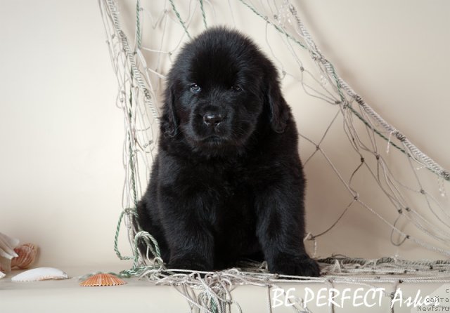 Фото: ньюфаундленд Их Высочество Вилана Блум (Ih Visochestvo Vilana Blum), ньюфаундленд Lifeguard's American Style