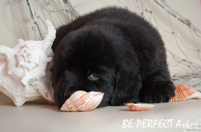 Фото: ньюфаундленд Их Высочество Вилана Блум (Ih Visochestvo Vilana Blum), ньюфаундленд Lifeguard's American Style