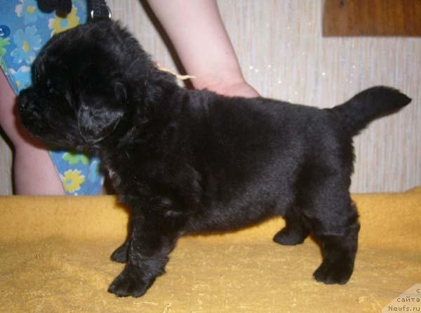 Фото: ньюфаундленд Супер Бизон Валенсия