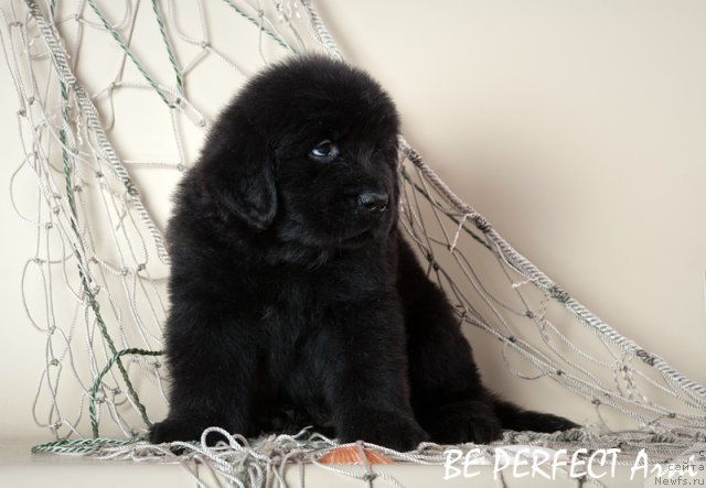 Фото: ньюфаундленд Би Перфект Арни