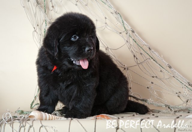 Фото: ньюфаундленд Lifeguard's American Style, ньюфаундленд Их Высочество Вилана Блум (Ih Visochestvo Vilana Blum)