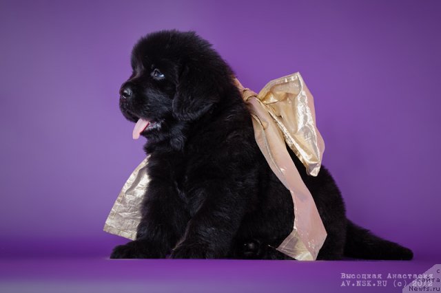 Фото: ньюфаундленд Би Перфект Аскер