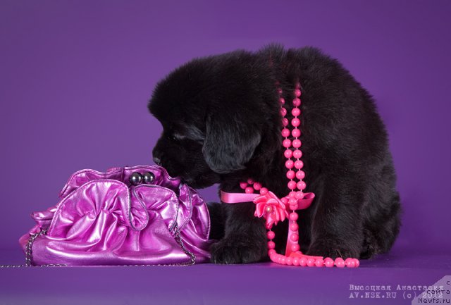 Фото: ньюфаундленд Би Перфект Арабелла