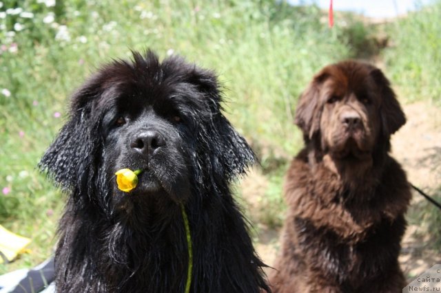 Фото: ньюфаундленд Чанси из Золотого Треугольника, ньюфаундленд Черный Шарм Ангельская Красота (Chernyi Sharm Angel'skaya Krasota)