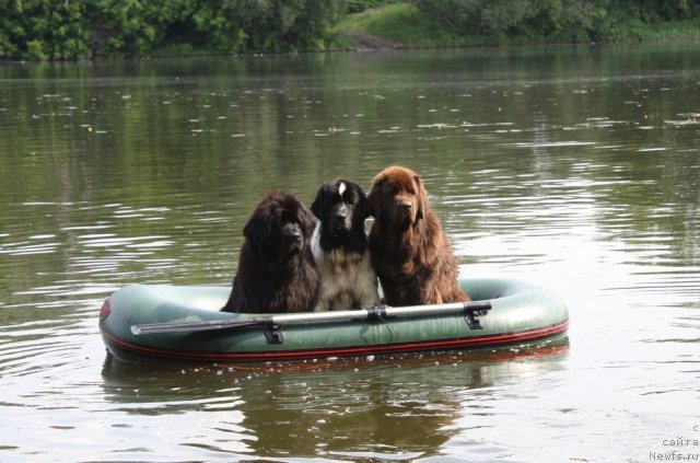 Фотография № 99335