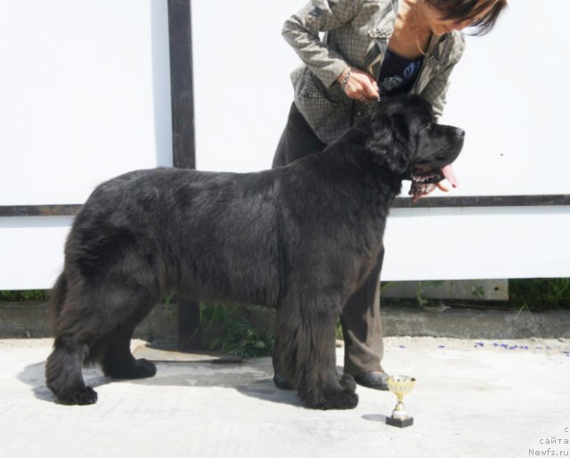 Фото: ньюфаундленд Бегущая по Волнам Дансинг Квин (Beguschaya po Volnam Dancing Queen)