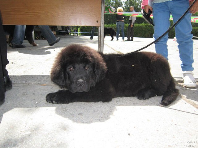 Фото: Серафима Киндред Спирит