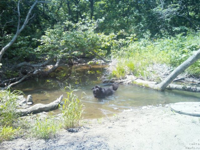 Фото: ньюфаундленд Несси Блэк с  Лесной Заимки