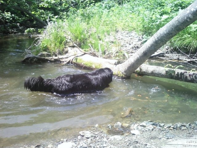 Фото: ньюфаундленд Несси Блэк с  Лесной Заимки
