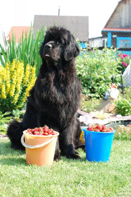 Фото: ньюфаундленд Формула Любви от Сибирского Медведя