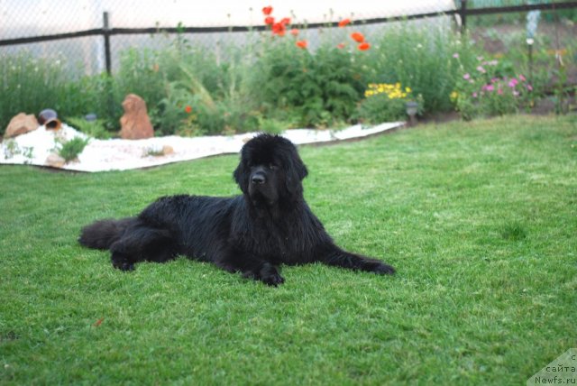 Фото: ньюфаундленд Формула Любви от Сибирского Медведя
