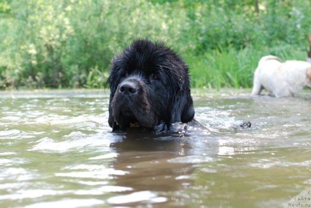 Фото: ньюфаундленд Формула Любви от Сибирского Медведя