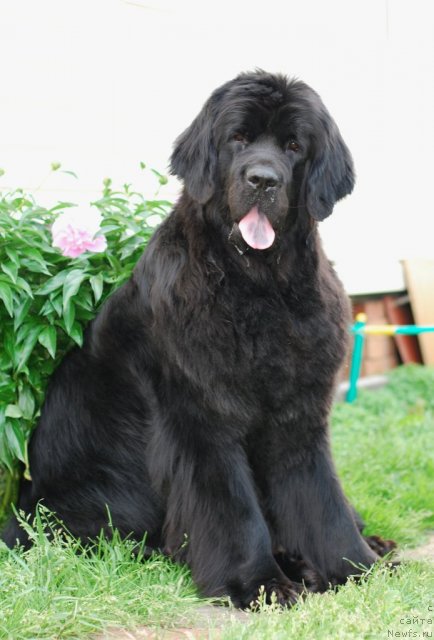 Фото: ньюфаундленд Формула Любви от Сибирского Медведя