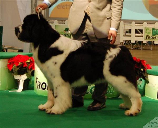 Фото: ньюфаундленд Cayuga Hero of All of Bonaventura