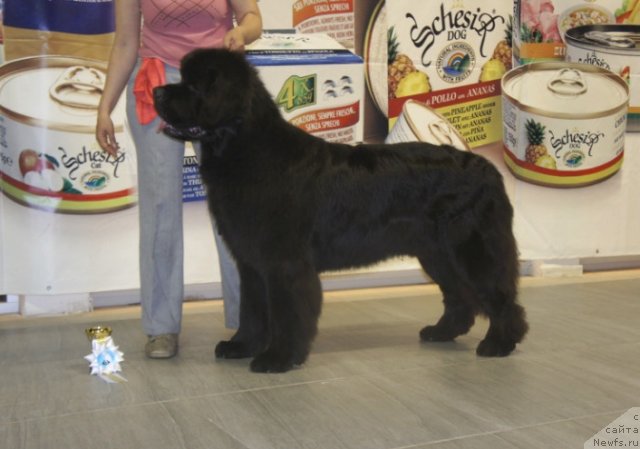 Фото: ньюфаундленд Смигар Гордон-Феллоу (Smigar Gordon Fellow)