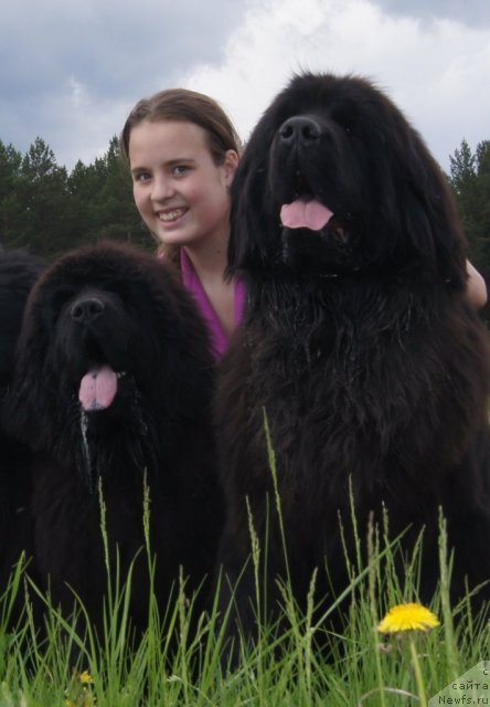 Фото: ньюфаундленд Фанньюф Тибул Желанный для Их Высочества, ньюфаундленд Их Высочество Гиацинта Бриз