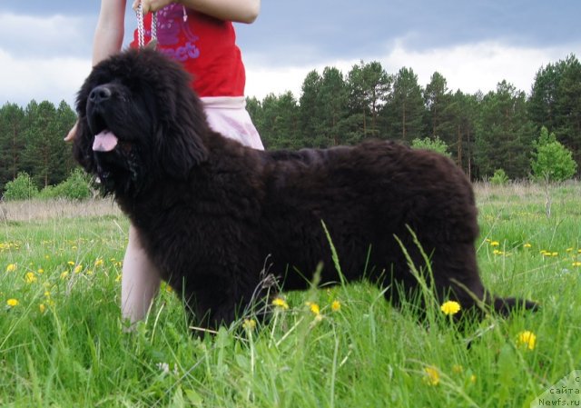 Фото: ньюфаундленд Фанньюф Тибул Желанный для Их Высочества