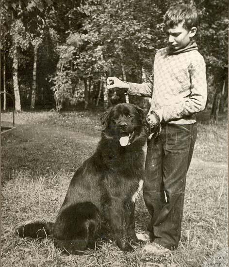 Фото: ньюфаундленд Овод