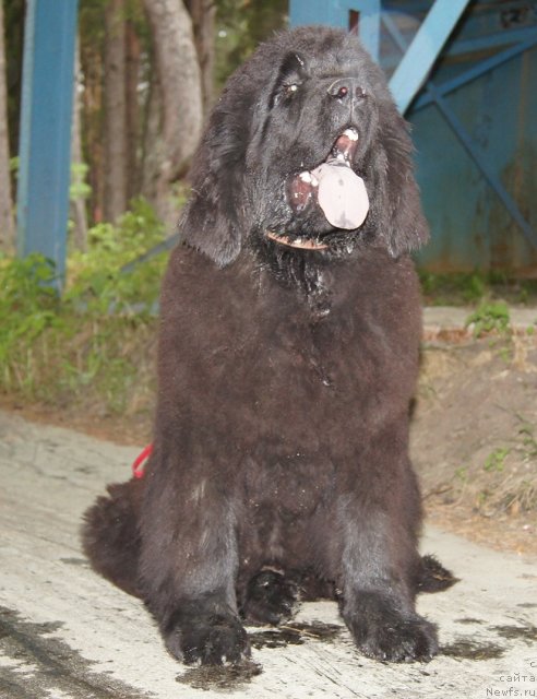 Фото: ньюфаундленд Фанньюф Тибул Желанный для Их Высочества