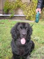 Фото: ньюфаундленд Rayhan King II