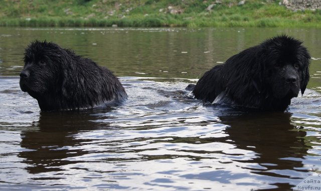 Фото: ньюфаундленд Фанньюф Тибул Желанный для Их Высочества, ньюфаундленд Их Высочество Баттерфляй Блэк Омелия