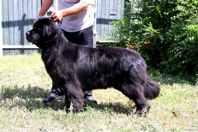 Фото: ньюфаундленд Супер Премиум Жани Моник