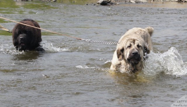 Фото: ньюфаундленд Фанньюф Тибул Желанный для Их Высочества