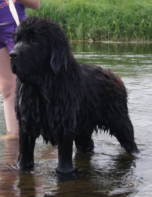 Фото: ньюфаундленд Фанньюф Тибул Желанный для Их Высочества