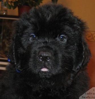 Фото: ньюфаундленд Ратмир из Племени Кедра