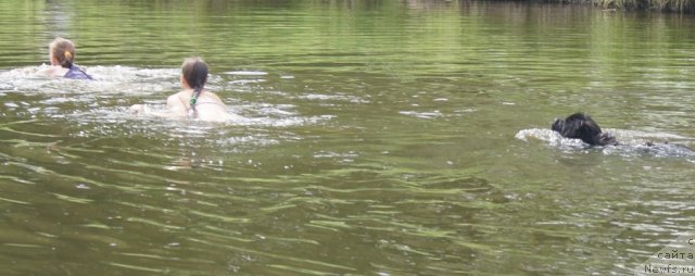 Фото: Диана, Крися, ньюфаундленд Фанньюф Тибул Желанный для Их Высочества