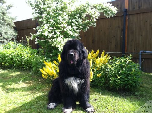 Фото: ньюфаундленд Gift of Destiny Midnight Bear