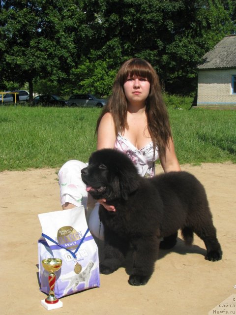 Фото: ньюфаундленд Тужур Бель, Анна Портнякова