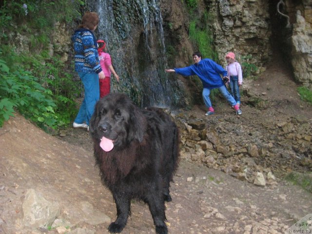 Фото: ньюфаундленд Александрия Моя Радость, Татьяна Журавлева