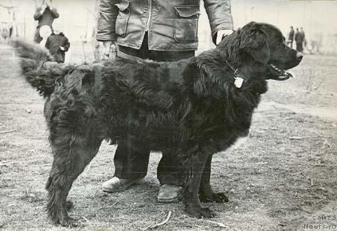 Фото: ньюфаундленд Юнона Рут