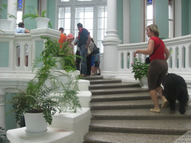 Фото: ньюфаундленд Александрия Моя Радость, Ольга Будина