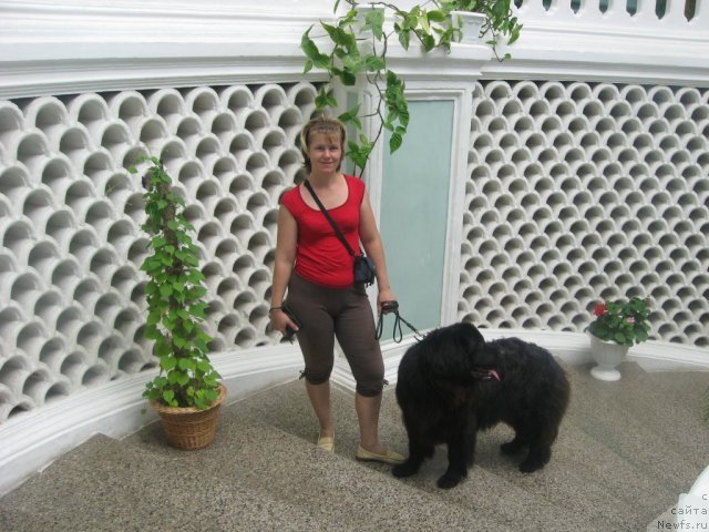 Фото: ньюфаундленд Александрия Моя Радость, Ольга Будина