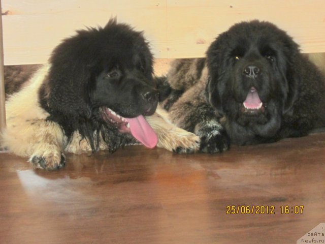 Фото: ньюфаундленд Callistos Resolution, ньюфаундленд Cristalmar Cadeaux de Noel