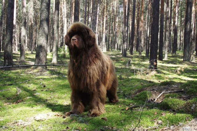 Фото: ньюфаундленд Командор из Медвежьего Яра