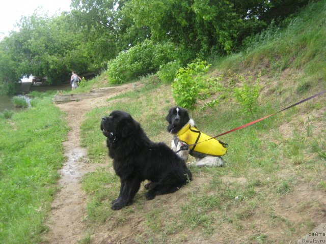 Фото: ньюфаундленд Дюрбахлер Клаб Аль Почино, ньюфаундленд Сказочная Кроха Прелестная Блонди