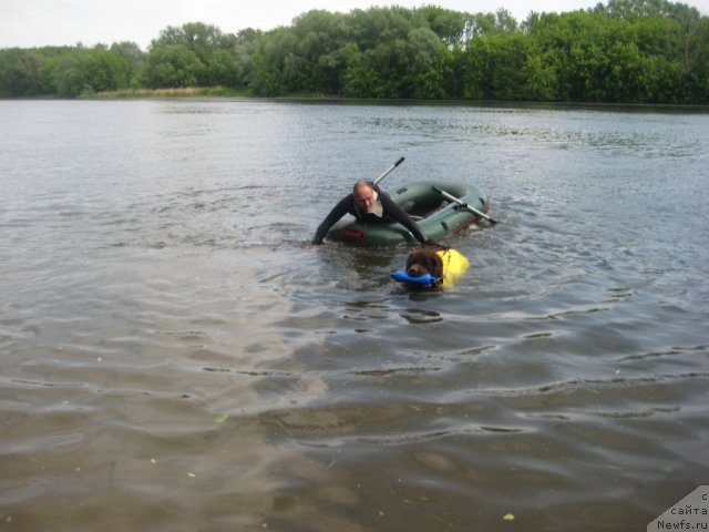 Фото: ньюфаундленд Черный Шарм Ангельская Красота (Chernyi Sharm Angel'skaya Krasota), Кононов Дмитрий